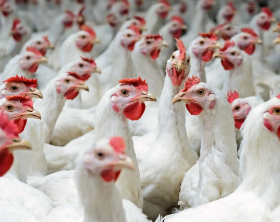 Pluimveehouderij