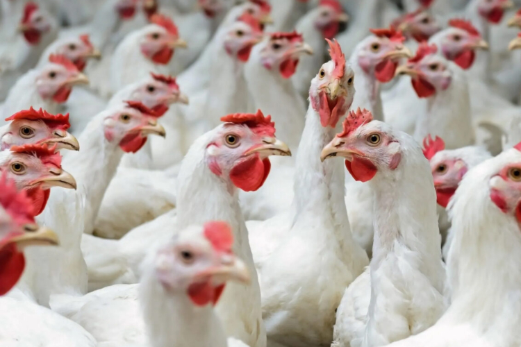 Poultry manure processing in Brazil